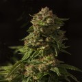 Fallen Angel (Devil’s Harvest Seeds)