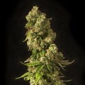 John Doe (Devil’s Harvest Seeds)