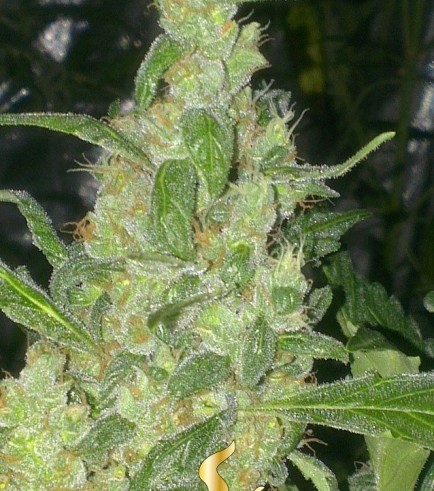 Turing Autoflowering (Super Strains)