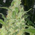 Turing Autoflowering (Super Strains)