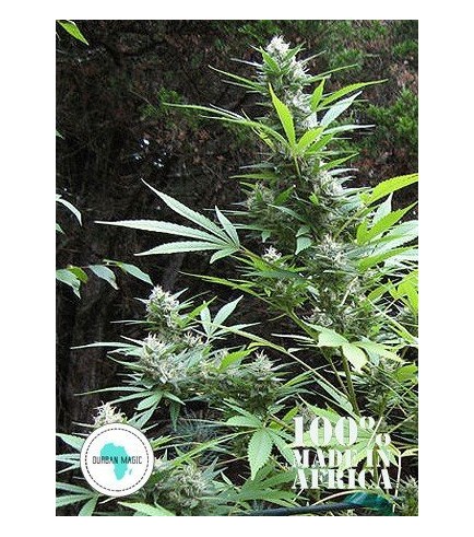 Durban Magic (Seeds Of Africa)