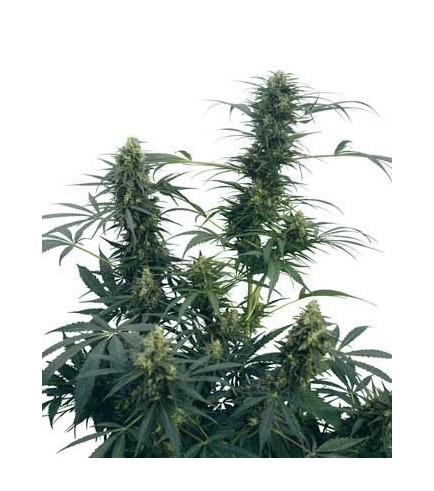 Guerrilla's Gusto (Sensi Seeds)