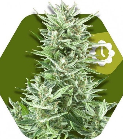 Big Bud XXL Autofloreciente (Zambeza Seeds)