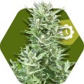 Big Bud XXL Autoflowering (Zambeza Seeds)