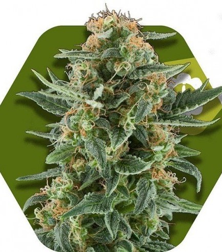 Power Plant XL Autoflowering (Zambeza Seeds)