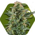 Power Plant XL Autofloreciente (Zambeza Seeds)