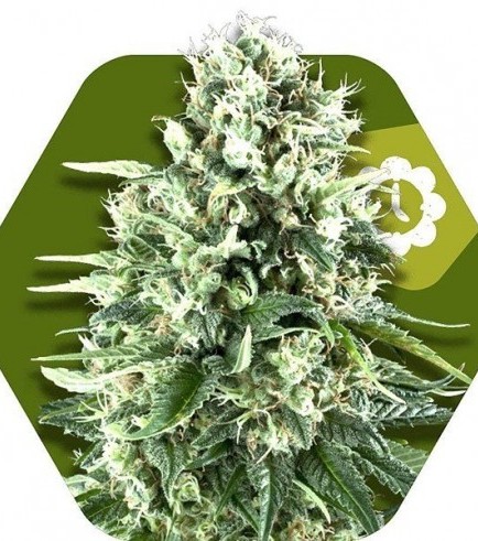 Super Silver Haze Autoflowering (Zambeza Seeds)