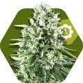 Super Silver Haze Autoflowering (Zambeza Seeds)