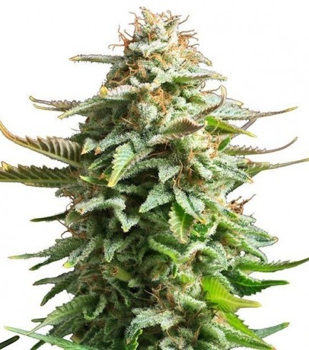 Amnesia Haze (Zativo Seeds)