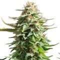 Amnesia Haze (Zativo Seeds)