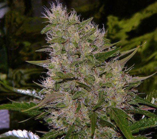 Critical Mass   Strain Information   CannaConnection