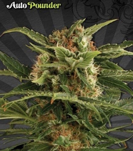 Auto Pounder (Auto Seeds)