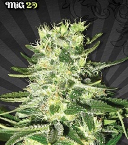 MiG-29 (Auto Seeds)