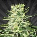 MiG-29 (Auto Seeds)