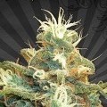 Polar Express (Auto Seeds)