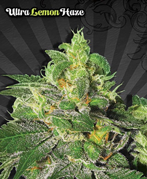 Review] Super Lemon Haze: Genetics, Effects, Medical & Growing - Olivastu