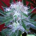 Auto Bomb (Bomb Seeds)