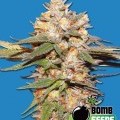 Big Bomb Auto (Bomb Seeds)