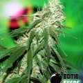 Buzz Bomb (Bomb Seeds)