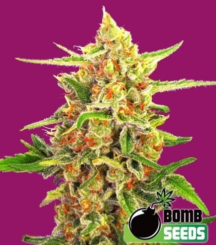 Cherry Bomb (Bomb Seeds)