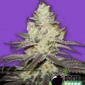 Killer Purps (Bomb Seeds)