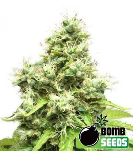 Medi Bomb 1 (Bomb Seeds)