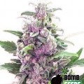 THC Bomb (Bomb Seeds)