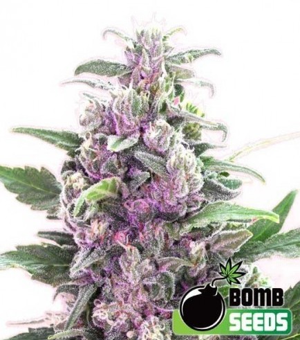 THC Bomb Auto (Bomb Seeds)