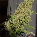 CBD-Chronic (Serious Seeds)