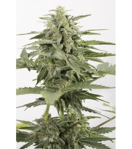 Industrial Plant Autoflowering CBD (Dinafem)