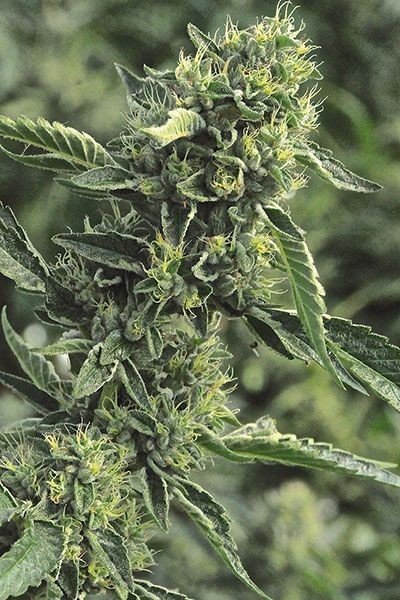 OG Kush Strain Information CannaConnection OG Kush Strain Information CannaConnection