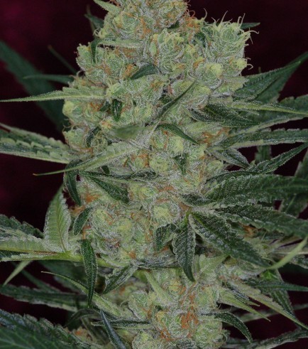 Cheese Quake (TGA Subcool Seeds)