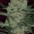 Cheese Quake (TGA Subcool Seeds)