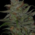 Jack Skellington (TGA Subcool Seeds)