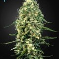 Super Silver Haze CBD (Greenhouse Seeds)