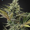 Super Lemon Haze Auto CBD (Greenhouse Seeds)