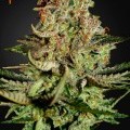 Super Bud (Greenhouse Seeds)