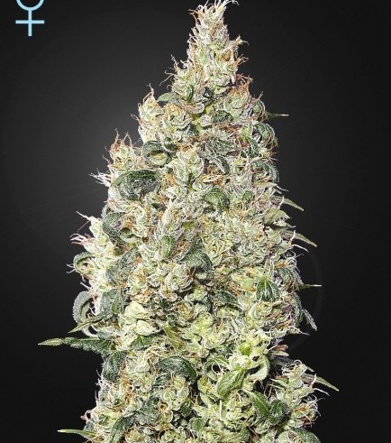 Great White Shark CBD (Greenhouse Seeds)