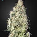 Great White Shark CBD (Greenhouse Seeds)