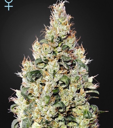 Exodus Cheese Auto CBD (Greenhouse Seeds)