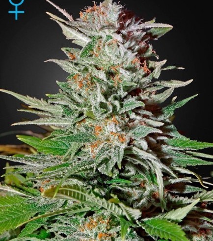 Super Lemon Haze Autofloreciente (Greenhouse Seeds)