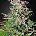 Super Lemon Haze Autofloreciente (Greenhouse Seeds)