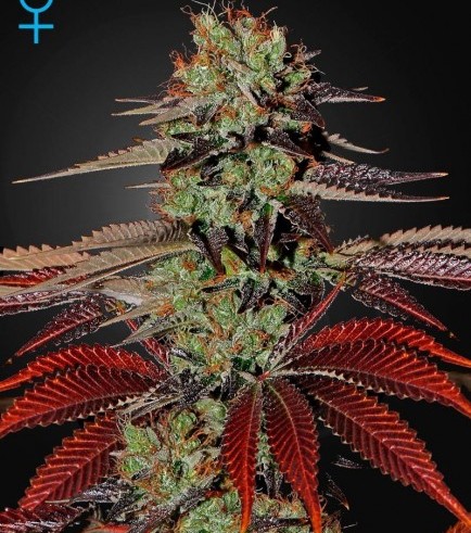 King's Kush Autofloreciente (Greenhouse Seeds)