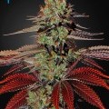 King's Kush Autofloreciente (Greenhouse Seeds)