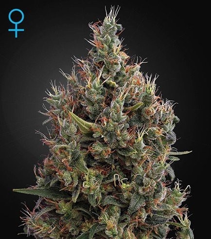 Big Bang Autofloreciente (Greenhouse Seeds)