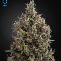 Big Bang Autofloreciente (Greenhouse Seeds)