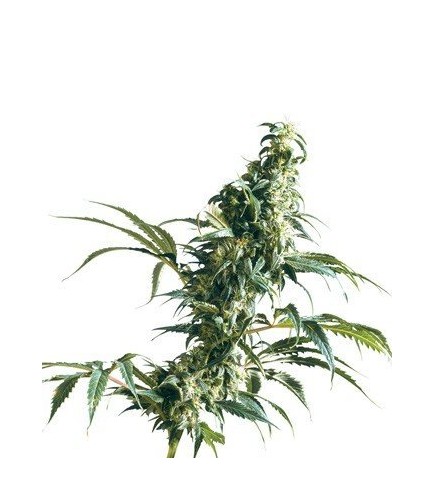 Mexican Sativa (Sensi Seeds)