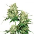 Maple Leaf Indica (Sensi Seeds)