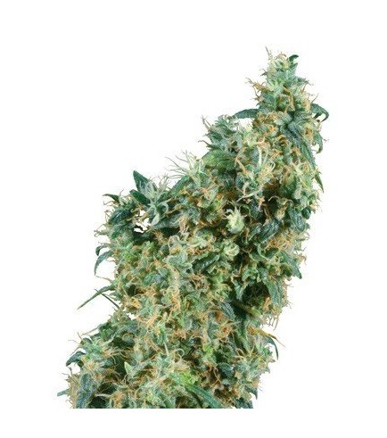 First Lady (Sensi Seeds)