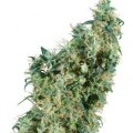 First Lady (Sensi Seeds)